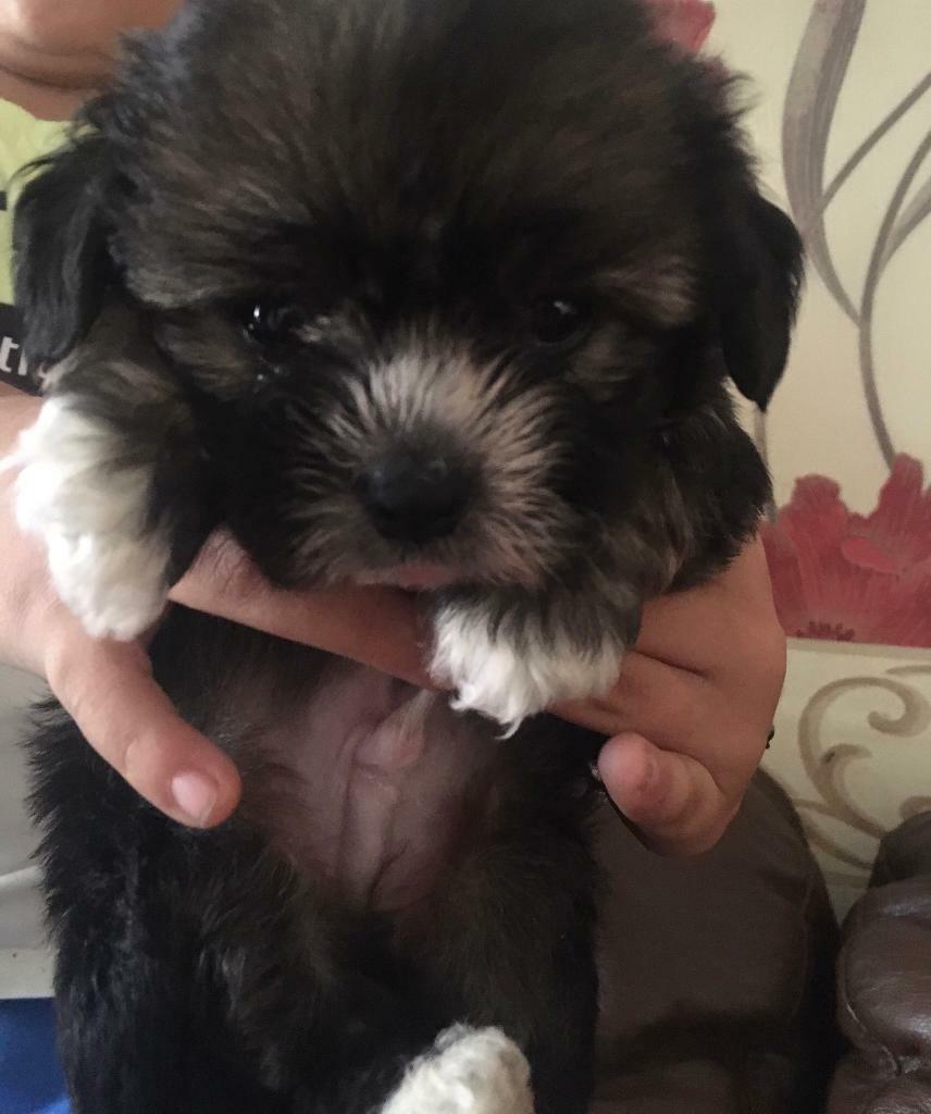 gumtree maltese puppies